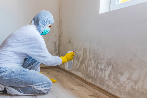 Best Mold Damage Restoration  in Upton, WY