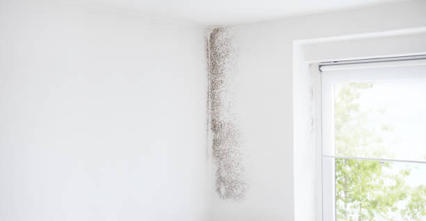 Best Basement Mold Removal  in Upton, WY