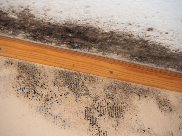 Best Mold Documentation for Insurance Claims  in Upton, WY