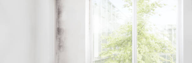 Best Mold Remediation for Rental Properties  in Upton, WY