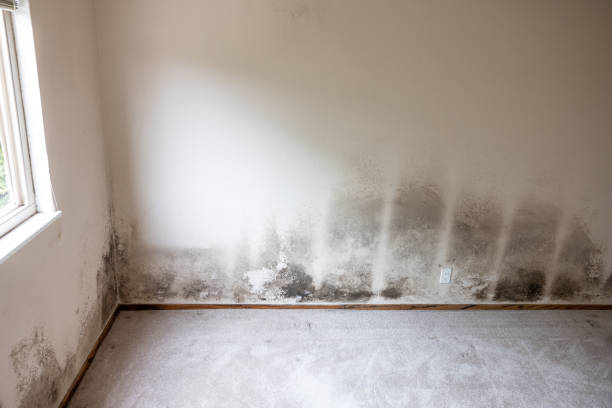 Best Air Quality Testing for Mold Spores  in Upton, WY