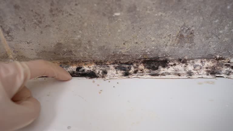 Best Industrial Mold Remediation  in Upton, WY
