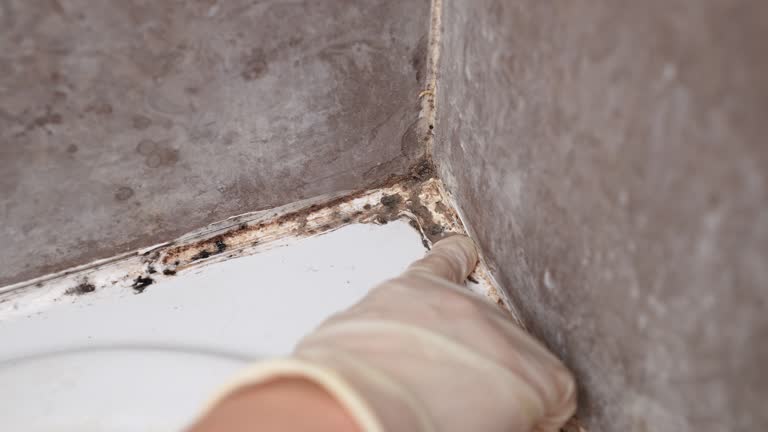 Best Post-Construction Mold Inspection  in Upton, WY